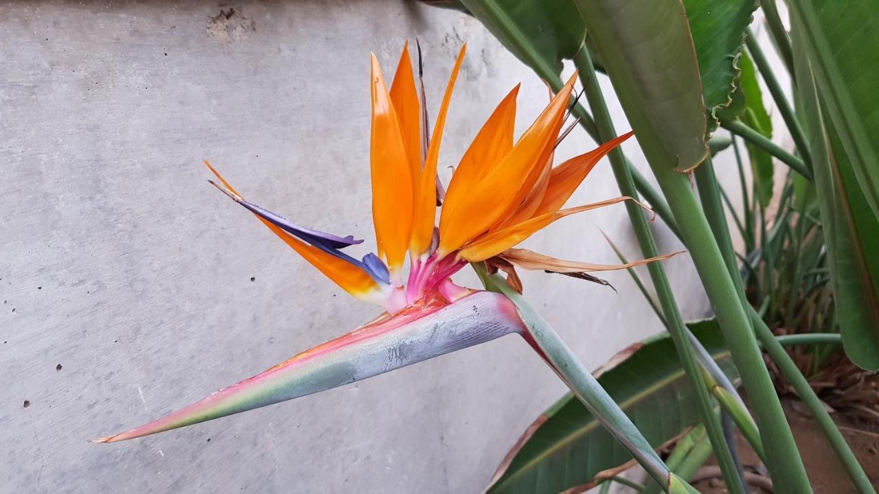 Апарт отель Strelitzia Park Сан Мигель Экстерьер фото