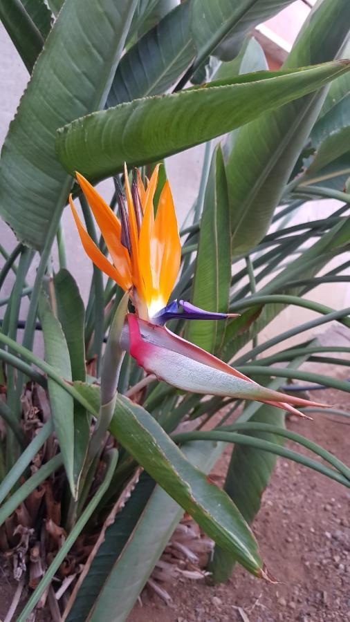 Апарт отель Strelitzia Park Сан Мигель Экстерьер фото